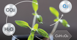 Exploring Photosynthesis: Simple Experiments to Understand Plant Life
