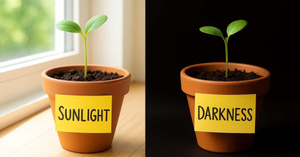 Grow Two Plants in Sunlight and Darkness