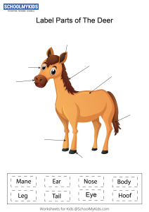 Label parts of the Horse Worksheets for Kindergarten,First,Second Grade