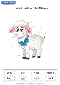 Label parts of the Sheep