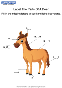 30 Parts Of The Horse Worksheet - support worksheet