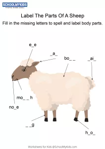 Labeling the parts of a Sheep - Sheep body parts fill in the blanks