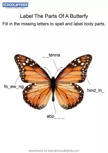 Labeling the parts of Butterfly - Butterfly body parts fill in the blanks