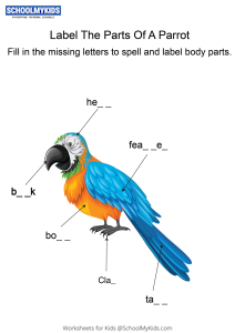 Labeling the parts of a Parrot - Parrot body parts fill in the blanks