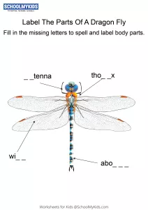 Labeling the parts of a Dragonfly - Dragonfly body parts fill in the blanks