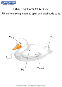 Labeling the parts of a Duck - Duck body parts fill in the blanks
