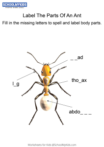 Labeling the parts of an Ant - Ant body parts fill in the blanks