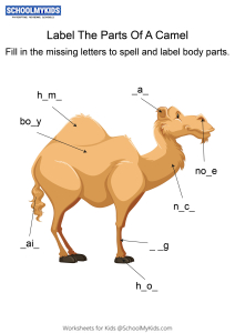 Labeling the parts of a Camel - Camel body parts fill in the blanks