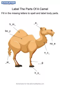 Labeling the parts of a Camel - Camel body parts fill in the blanks
