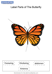 Label parts of the Butterfly