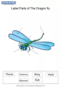 Label parts of the Dragonfly