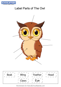 Label parts of the Owl Worksheets for Kindergarten,First,Second Grade