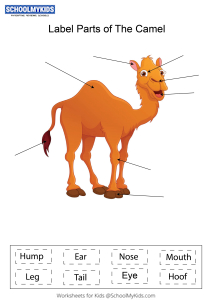 Label parts of the Camel Worksheets for Kindergarten,First,Second Grade