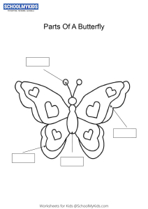 Label and color the parts of Butterfly