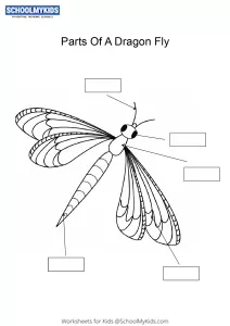 Label and color the parts of a Dragonfly