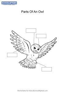 Label and color the parts of an Owl