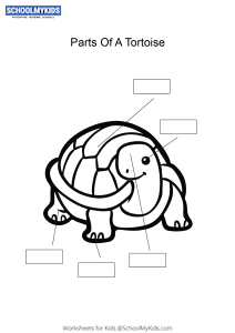Label and color the parts of a Tortoise