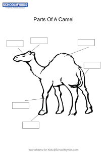 Label and color the parts of a Camel