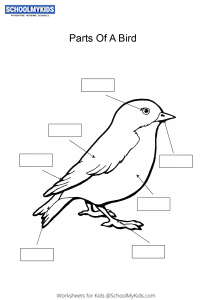 Label and color the parts of a Bird