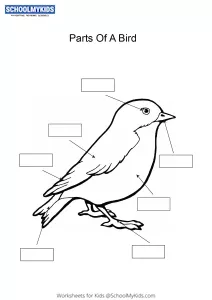Label and color the parts of a Bird