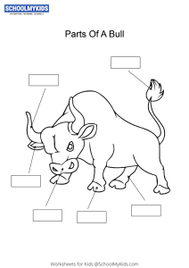 Label and color the parts of a Bull