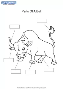Label and color the parts of a Bull