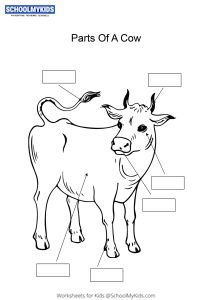 Label and color the parts of a Cow worksheet for Kindergarten,First ...