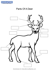 Label and color the parts of a Deer
