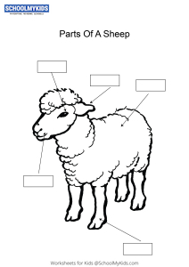 Label and color the parts of a Sheep