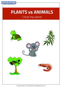 Plant or Animal?