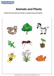 Identifying Plants and Animals Worksheets for Kindergarten,First Grade -  General Awareness Worksheets 