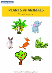 Plants or Animals