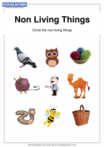 Classify Non-Living Things