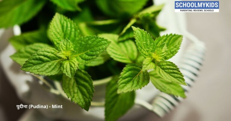 पुदीना के 10 घरेलू नुस्खे और फायदे: करे त्वचा से लेकर पेट तक का उपचार – Home Remedies and Uses Mint Pudina in Hindi