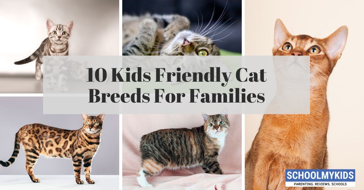 10 Kids Friendly Cat Breeds For Families SchoolMyKids