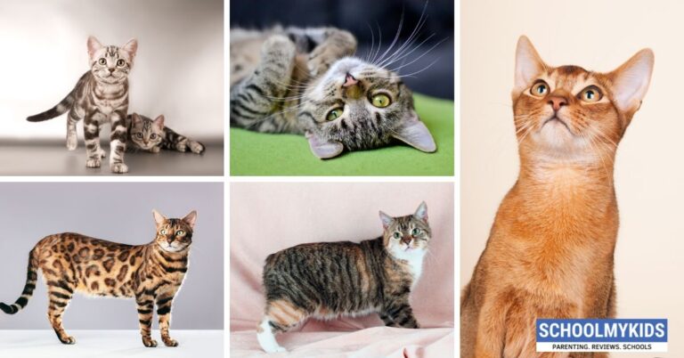 10 Kids Friendly Cat Breeds For Families