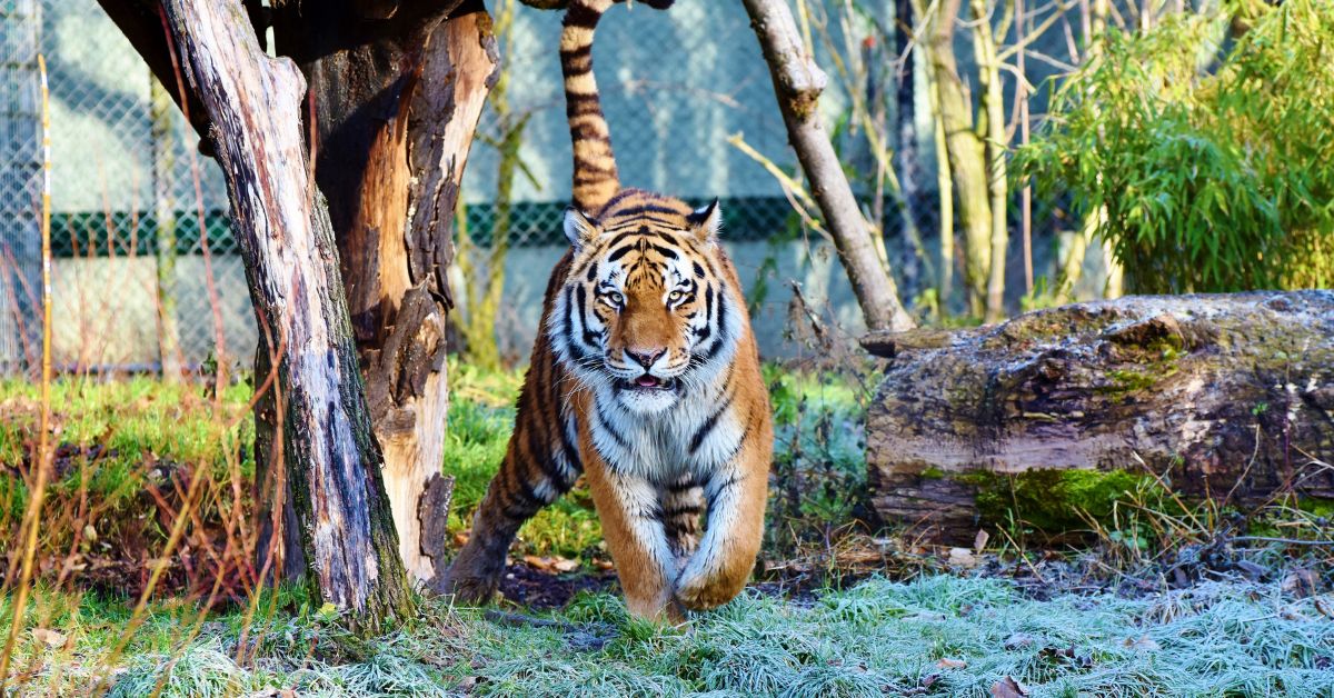 A Tiger in the Zoo: An In-depth Analysis